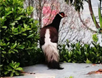 國家文史公園發現國家一級保護動物——褐馬雞！