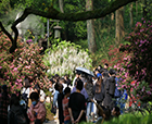 人文花展|「紫藤杜鵑」實力吸睛，人文園林太子灣春日限定花展圓滿舉辦！