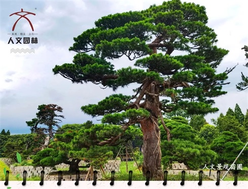 植樹(shù)節(jié)|“植”此青綠，共建美好人居